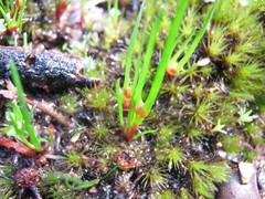 Centrolepis aristata