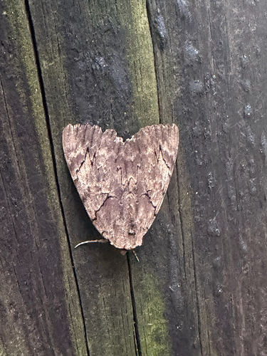 Darling Underwing