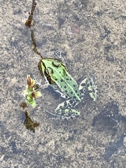 Pelophylax