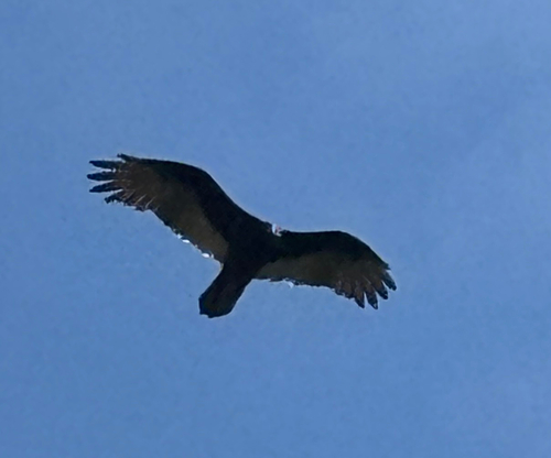 Turkey Vulture