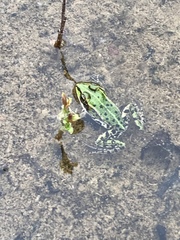 Pelophylax