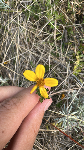 Bidens andicola, 2026-09-10