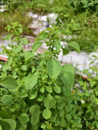 Acalypha indica, photograph 3
