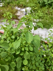(c) 雲一百香果, some rights reserved (CC BY) Acalypha indica, photograph (c) 雲一百香果, some rights reserved (CC BY)