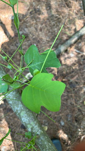 American tuliptree