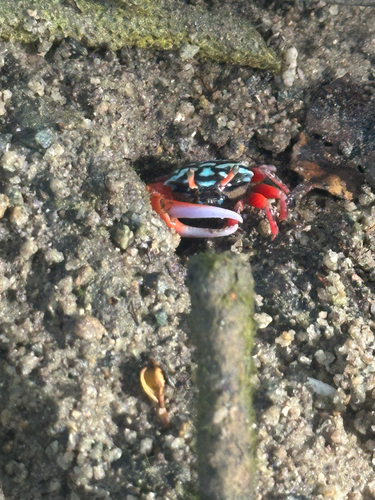 Splendid Fiddler Crab