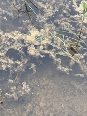 Pelophylax