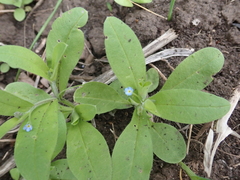 Myosotis sparsiflora