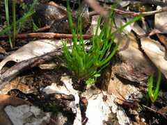 Centrolepis aristata