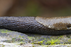 Prophysaon vanattae