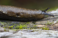 Prophysaon vanattae