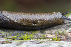 Prophysaon vanattae