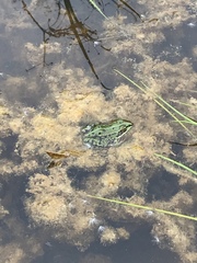 Pelophylax