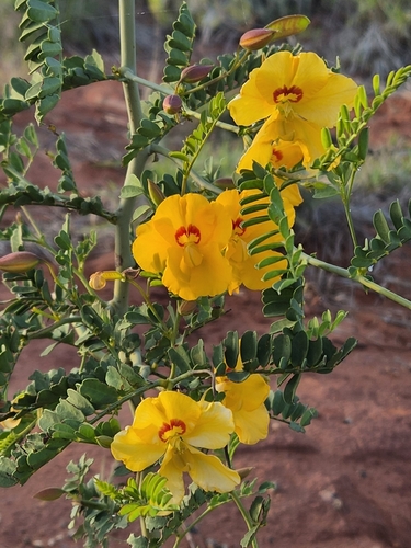 Cassia Butterfly Bush