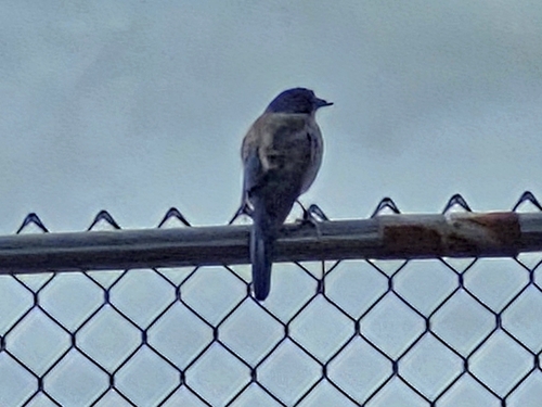California Scrub-Jay