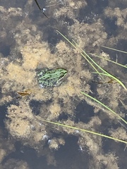 Pelophylax