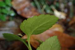 Torenia polygonoides