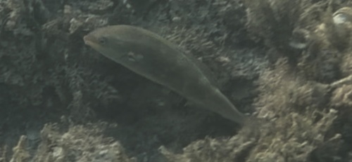 Stethojulis, 2026-09-11