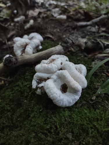 Aborted entoloma