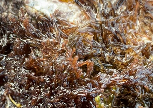 Gelidium observed 2026-09-11