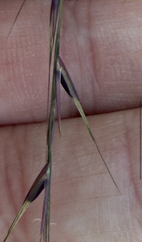 Aristida dichotoma, 2026-09-11