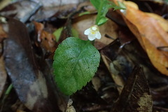 Torenia polygonoides