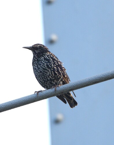 European Starling