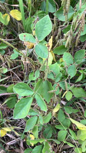 Neonotonia wightii observed 2026-09-12