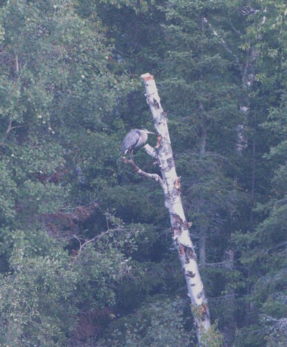 Great Blue Heron