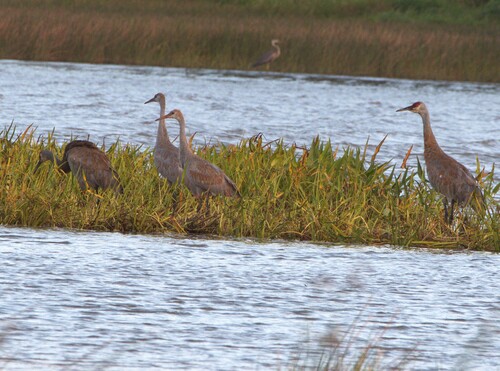 Sandhill Crane