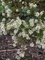 Cochlearia officinalis
