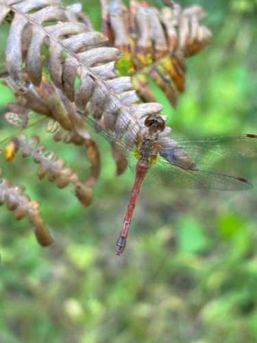 Autumn Meadowhawk
