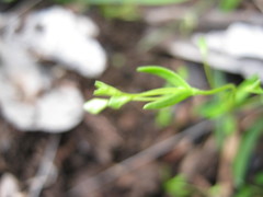 Phyllangium divergens
