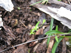 Phyllangium divergens