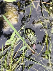 Pelophylax