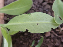 Myosotis sparsiflora