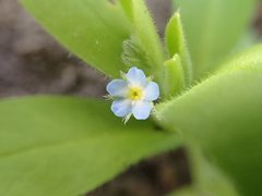 Myosotis sparsiflora