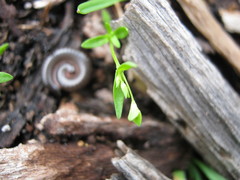 Phyllangium divergens