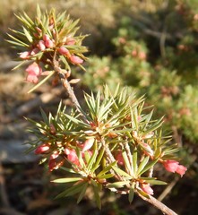 Brachyloma ericoides
