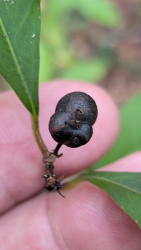 Ditrysinia fruticosa, photograph 5