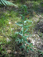 Lithospermum officinale