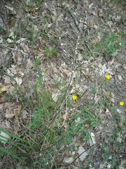 Lithospermum officinale