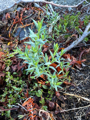 Stellaria longipes