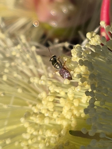 Lasioglossum dotatum