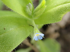 Myosotis sparsiflora