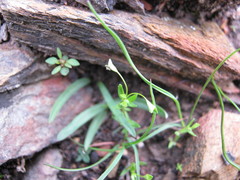 Phyllangium divergens