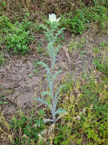 Argemone ochroleuca, photograph 3