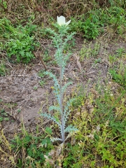 Argemone ochroleuca, photograph (c) Elizabeth Meier, some rights reserved (CC BY)