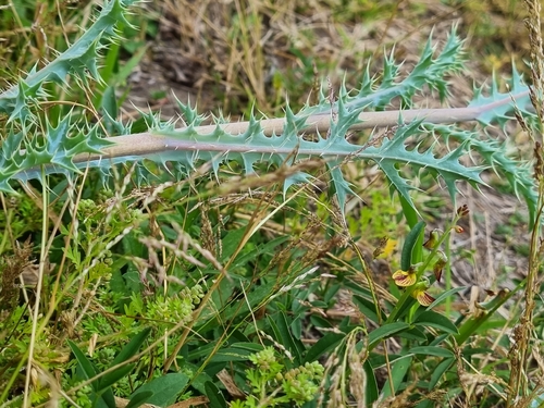 Argemone ochroleuca, photograph 4