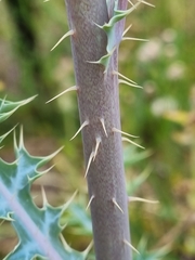Argemone ochroleuca, photograph (c) Elizabeth Meier, some rights reserved (CC BY)